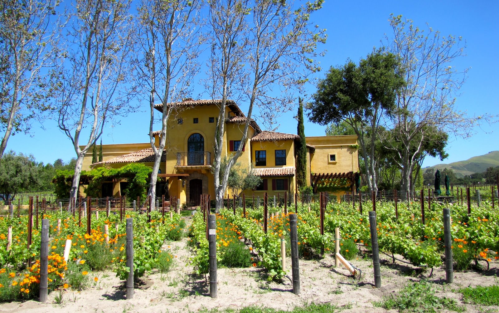 Santa Barbara Vineyards in California