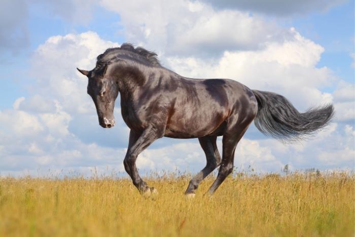 black stallion horse in open field