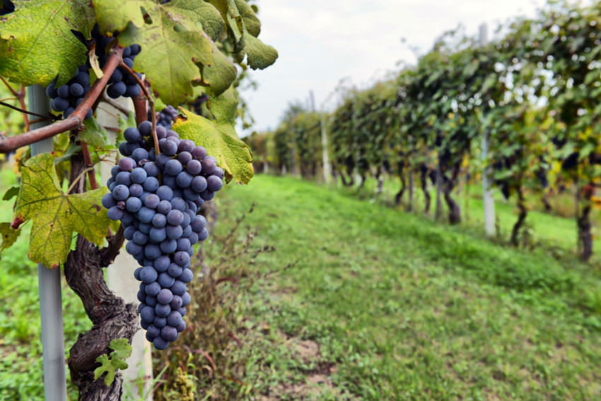 vineyard in in napa wine country
