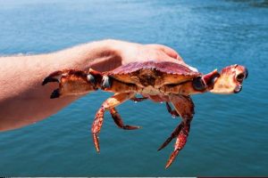 san-francisco-crab-at-water